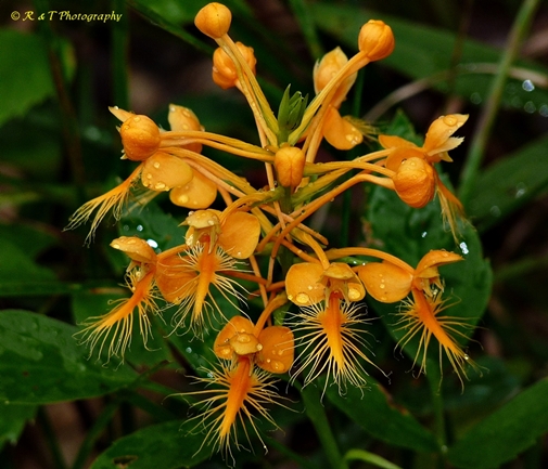 {Platanthera ciliaris}